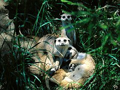 Meercat Family